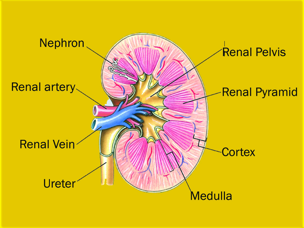 function of kidney