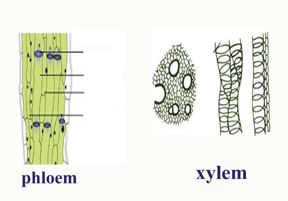 Complex Tissue