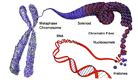 Structure and functions of chromosome