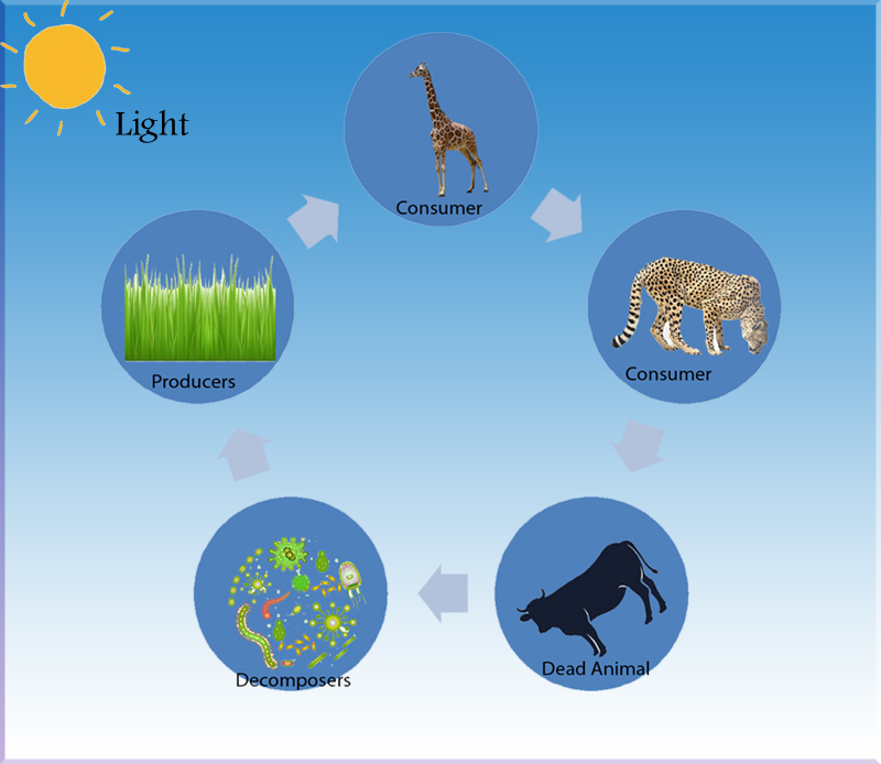 examples of ecosystems