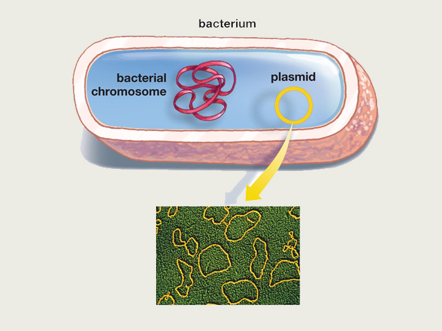 plasmid